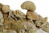 Miniature Fossil Cluster (Ammonites & Brachiopods) - France #349359-2